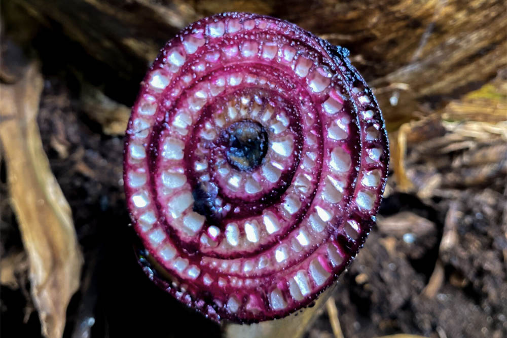 Lipoa Purple Maiʻa Foundation